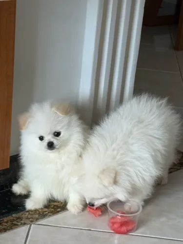 Filhote de Spitz Alemão com pedigre e vacinado