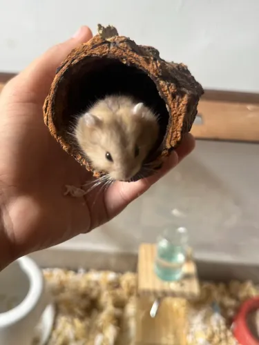 Hamster anao russo