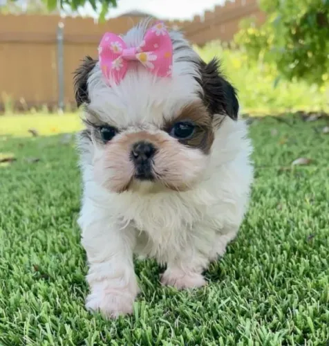 Filhotes de Shih Tzu | Pura simpatia