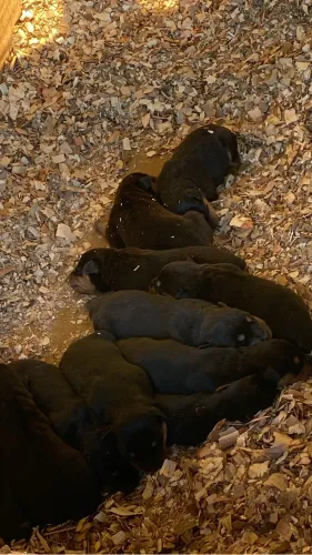 Filhotes de Rottweiler