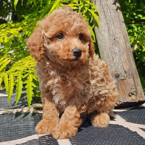 Poodle Toy Red: Aquele amiguinho ativo