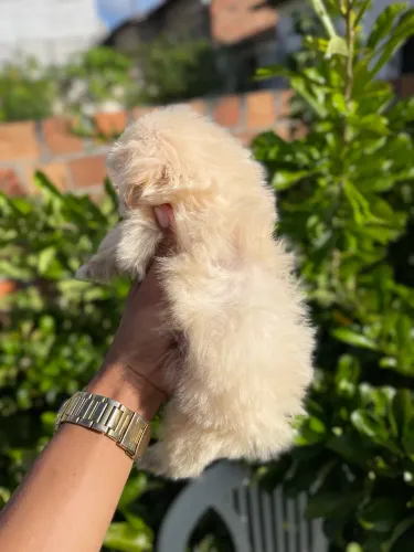 Shih tzu macho mini 