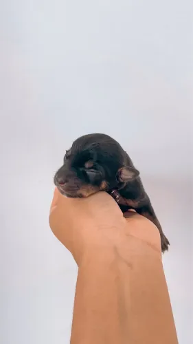 PINSCHER FÊMEA 1