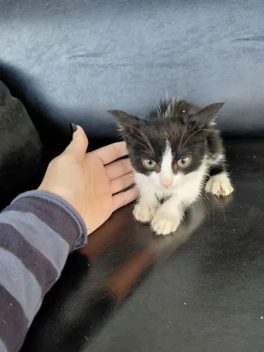 Doação de gatos