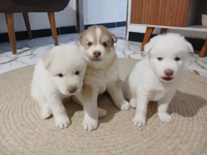 Husky siberiano - filhotes
