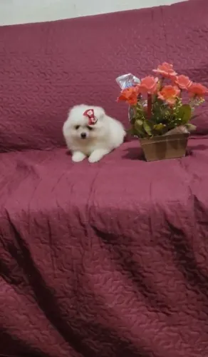 Vem que tem  -   Lulu  com   2  meses  