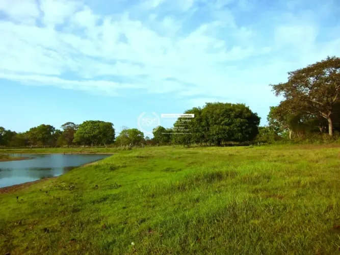 Fazenda- 10.700 HA- Pantanal Alto- Nhecolândia- MS