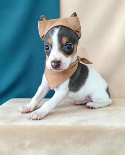 Pinscher Um amigo para a Vida