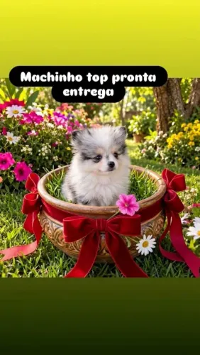 Spitz alemão anão - macho merle