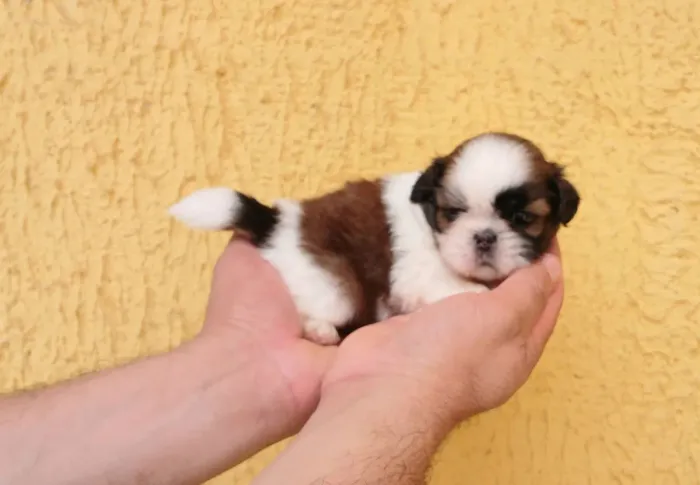 Shih tzu Mini PURO ORIGINAL!