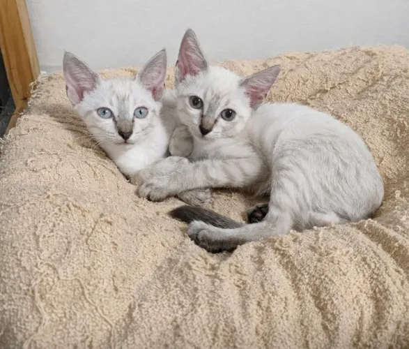 Filhotinhos de gato para adoção 