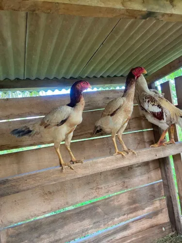 Vendo animais indianos 