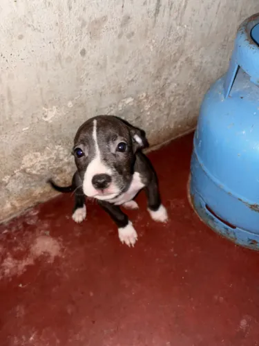 Vendo filhotes de Pitbull