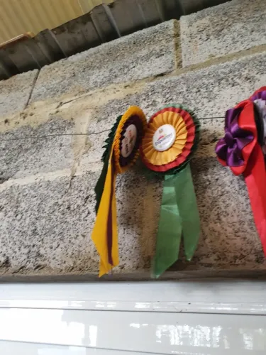 390 Alqueires Fazenda modelo vende porteira Fechada