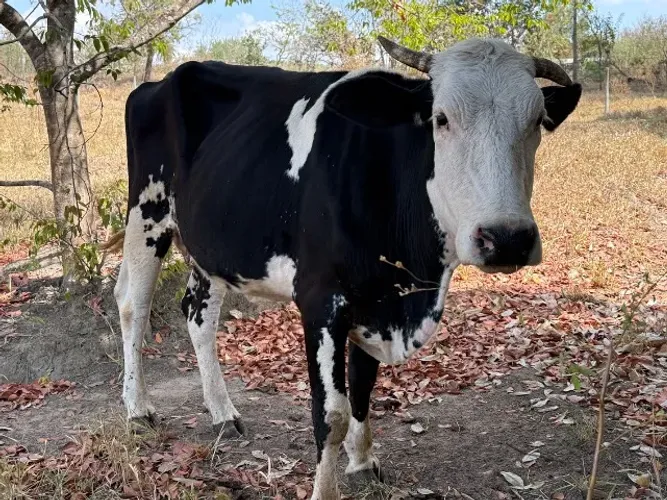 Vaca