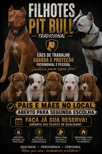 Filhotes de Pit Bull tradiciona cães de trabalho para guarda