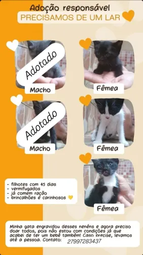 DOA-SE LINDOS FILHOTES