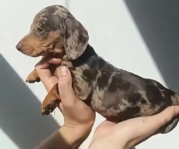 Basset teckel filhote saudavel