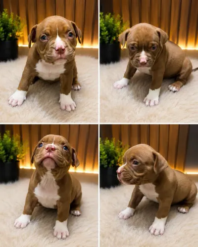 American bully pocket