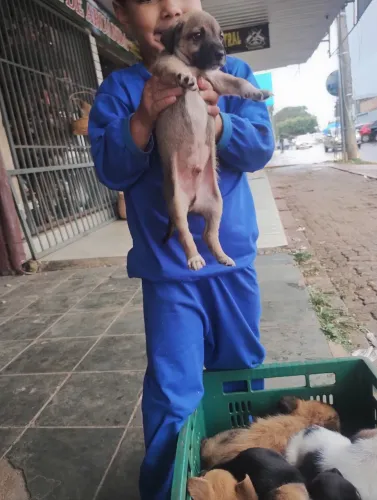 Cachorros vira latas 