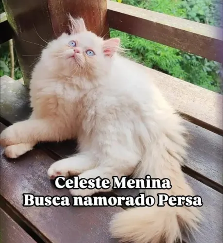 Celeste menina busca namorado persa