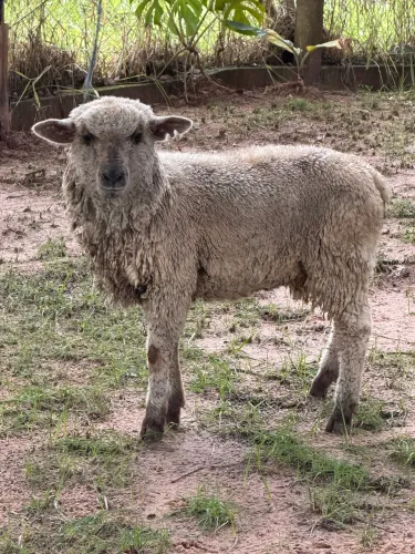 Cordeira hampshaire