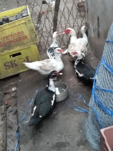 Patos adultos