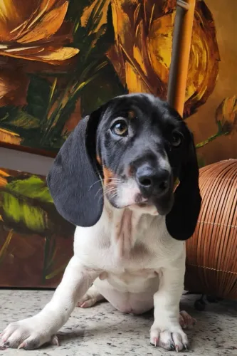 Salsicha Piebald Disponível! 