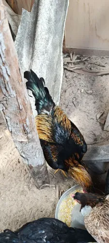 Galo e galinha
