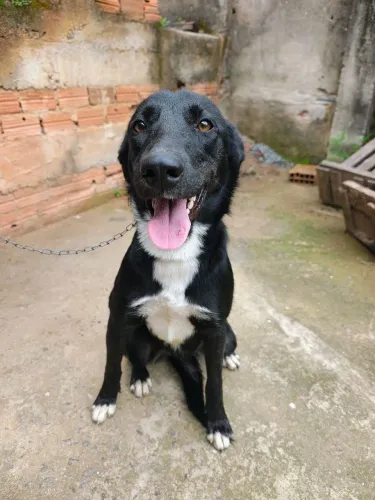 Doasse fêmea de 9 meses