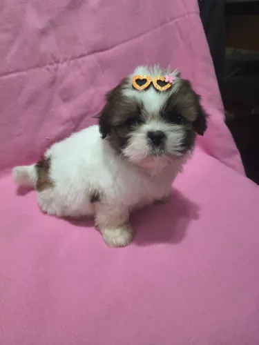 VD filhotes de Shih tzu fêmeas cm vacina p entrega