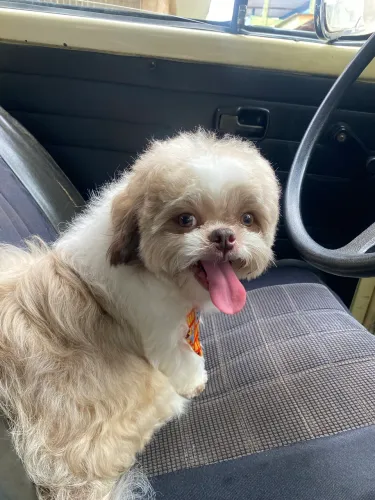 Shih tzu macho cobertura