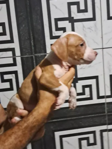 Vende-se cachorros pitbull legítimos