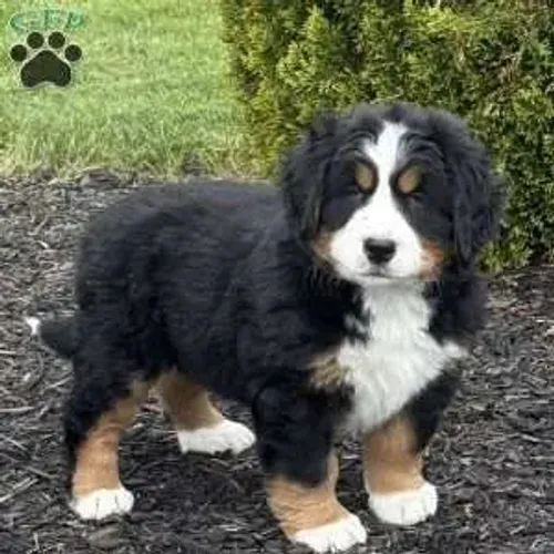 Bernese | Filhotes que encanta qualquer família