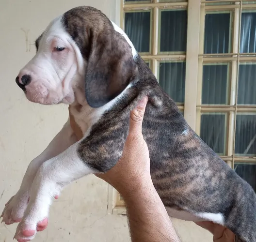 Fila brasileiro