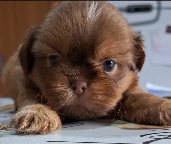 Cachorro