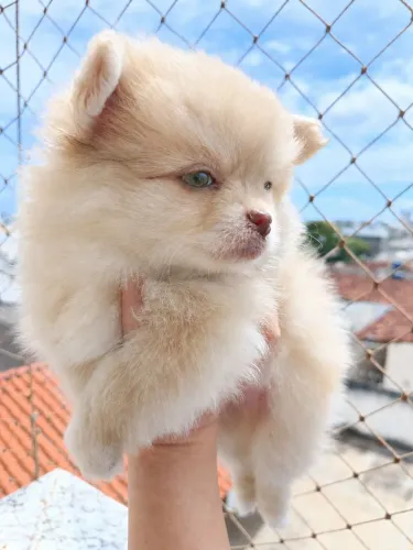 Spitz alemão macho anão