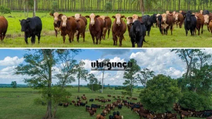 Fazenda à venda, 139810000 m² por R$ 400.000.000,00 - Rural - Asunción/AS