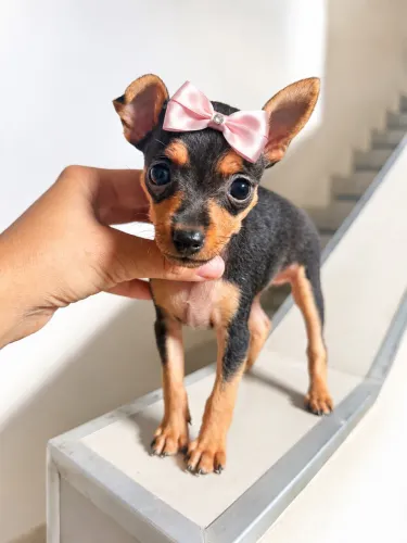  Pinscher Fêmea mini 