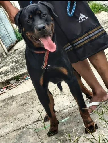 Filhotes de rottweiler 