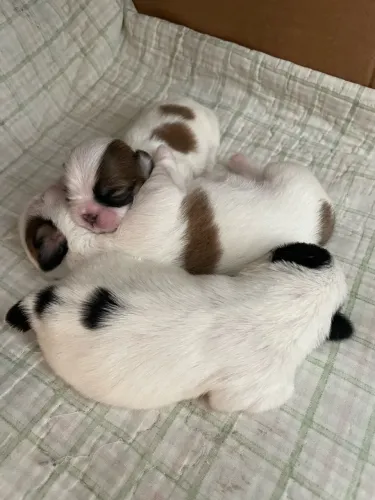 Shiatsu