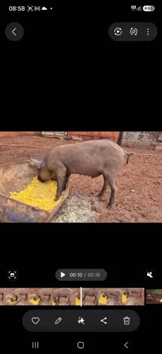 Porco Cachaço 