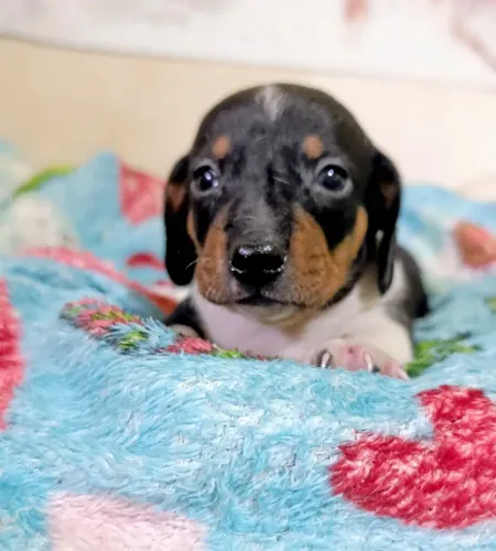 Bebês Dachshund