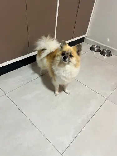 Spitz alemão fêmea adulta