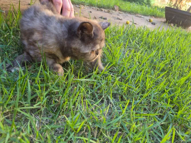 Gatos Persas 