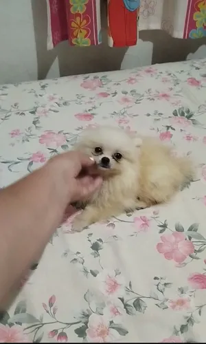 Linda Lulu da pomerania anã