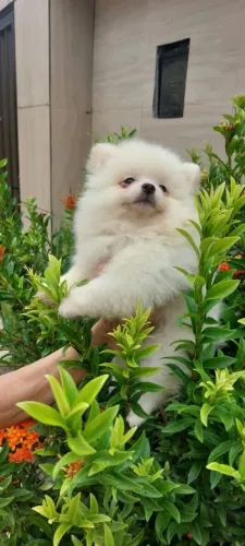 Lindo Filhote Spitz Alemão Anão Branco Canil Lienn