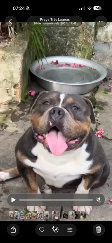 Disponível para Cruzamento: American Bully (Porte Pocket/Micro) - 1 ano e meio