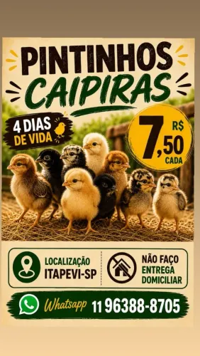 Pintinhos Caipiras