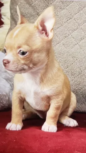 Vende se filhotes de chihuahua